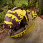 Imagen de Bicho bolita a control remoto